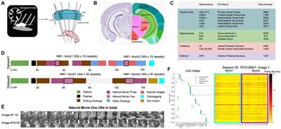 Computational assessment of visual coding across mouse brain areas and behavioural states